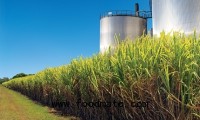 White Nile Sugar Factory, Sudan