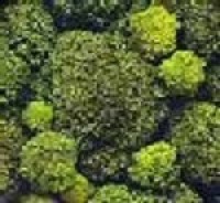 Broccoli et al. may reduce breast cancer risk