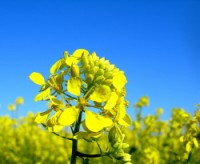 Rapeseed Oil Gets Biotech Boost