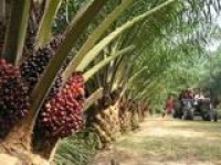 French palm oil tax could increase trans fat consumption, says MPOC