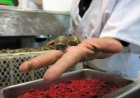 Mexico's insect meals, once sustenance, now luxury