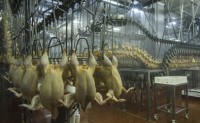 US Food Safety Advocates Petition Congress to Block Chinese Chicken