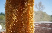USDA projection has corn under new target
