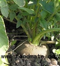 Mexican traditional medicine lowers bad cholesterol, dissolve gallstones