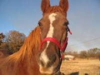 Horse Slaughter is on the Menu for USDA Approval