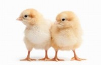 3 Multistate Salmonella Outbreaks Linked to Live Poultry