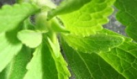 Sweet Green Fields Awarded Patent in Japan for the Fast Precipitation Process