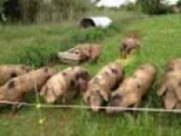 Call to ban import of pigmeat from illegal sow stalls