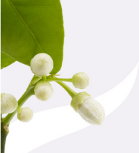 Berjé achieves SQF certification