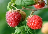 A new study claims raspberries boost fertility