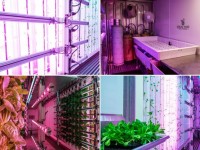 Fast food companies shift sourcing to indoor farms