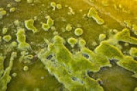 Algatech announces AstaPure 20% astaxanthin oleoresin