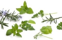 AHPA launches Botanical Identity References Compendium