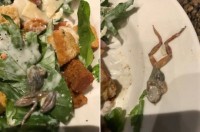 California woman finds frog in her salad