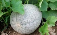 Produce industry groups release cantaloupe safety guidance