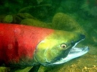 Sex Surrogates for Salmon in Japan
