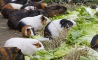 Tainted Guinea Pig Meat Suspected Cause of Minneapolis Salmonella Outbreak