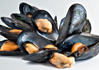 Agency invites tenders for study on shellfish