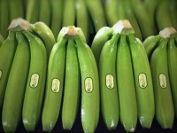 Stability and downward price trend in the banana market