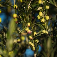 Boundary Bend Olives inducted into Victorian Manufacturing Hall of Fame