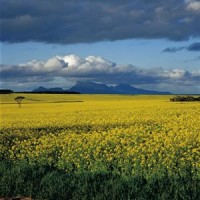 Virus wipes out SA canola crops
