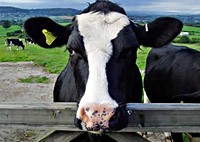 The FSA has published an update of BSE control breaches