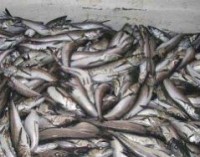Fishing quota restrictions are difficult to be approved