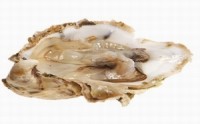 Oysters can harbor dangerous pathogens in Summer months